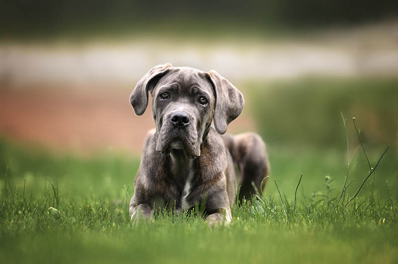 14 Amazing Cane Corso Colors (with Pictures)