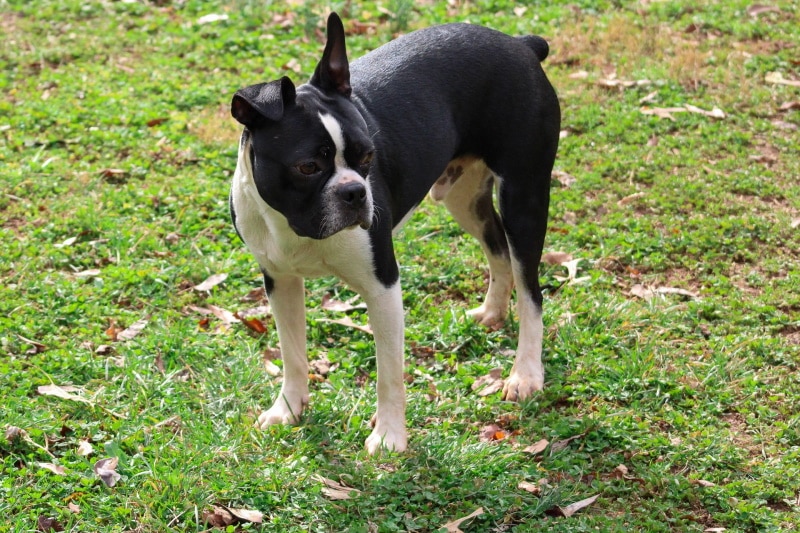 Do Boston Terriers Have Tails? Vet-Reviewed Breed Characteristics & Facts