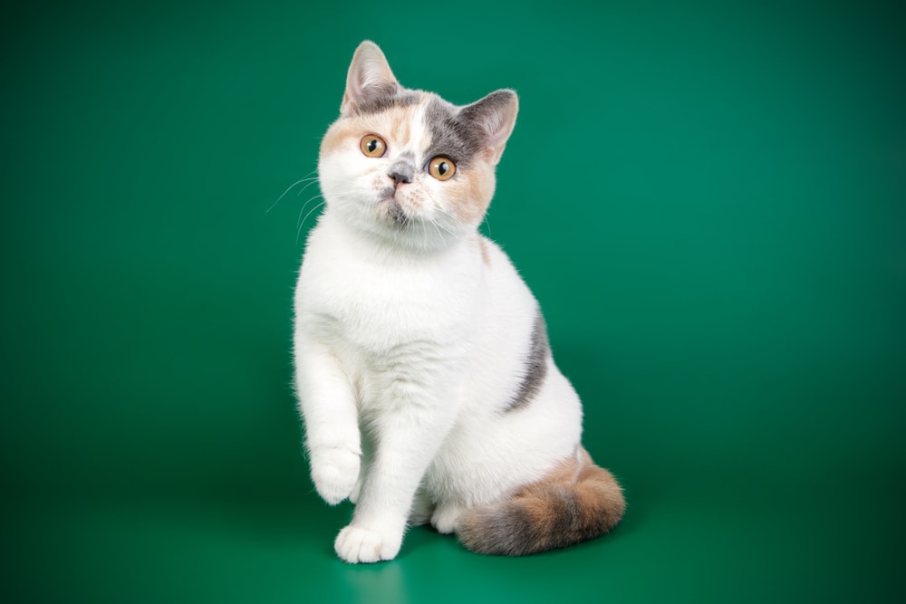 How Much Does a British Shorthair Cost? 2026 Price Guide