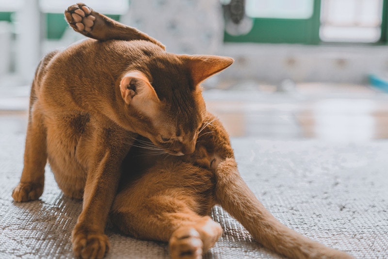 Do Cats Masturbate? Vet-Reviewed Behavior Facts