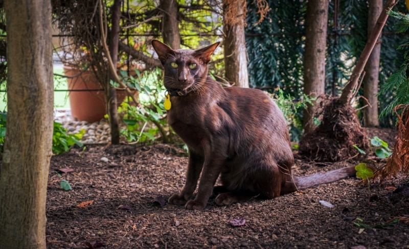 Are Brown Cats Rare? Vet-Reviewed Feline Color Genetics Facts