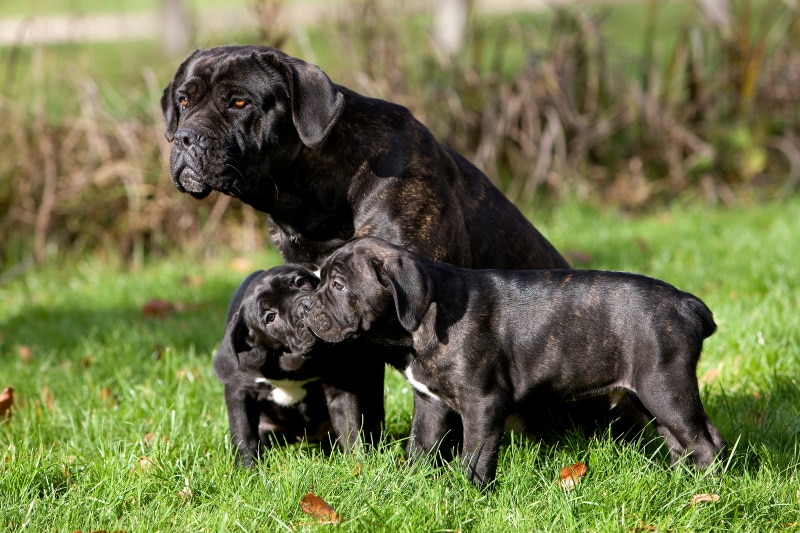 How Many Puppies Do Cane Corsos Have? 5 Determining Factors
