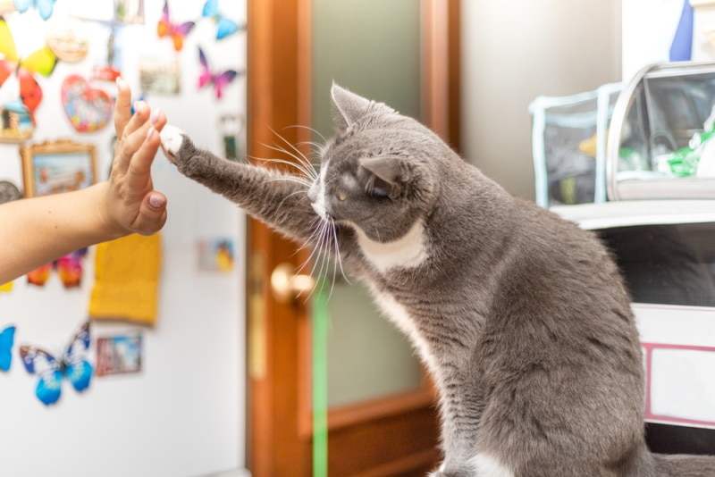 How to Train a Cat: 6 Vet-Reviewed Tricks & Tips