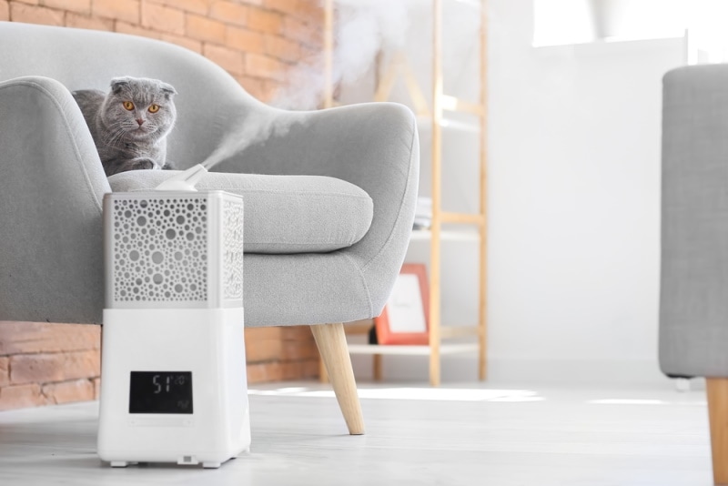 Is a Humidifier Safe For a Cat? Vet-Reviewed Risks & Benefits Explained