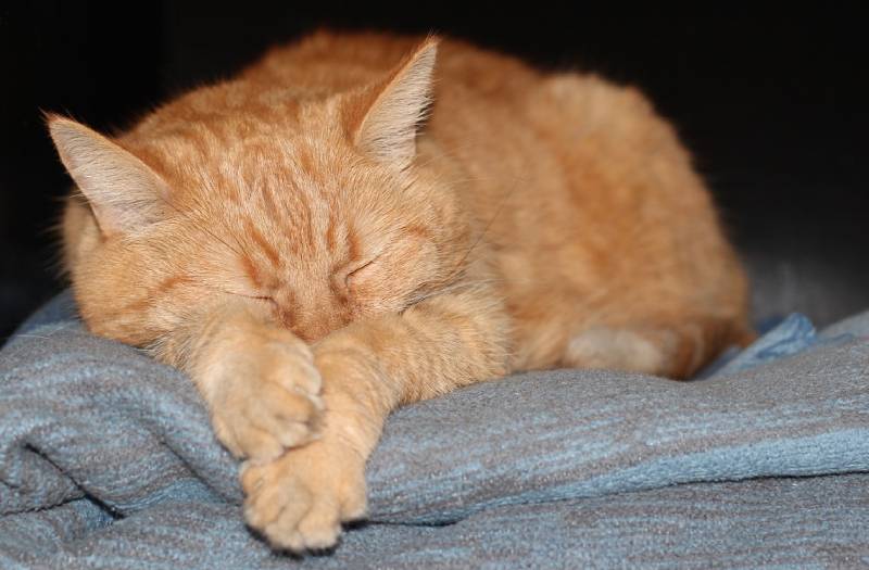 Can Cats Have Nightmares? Vet Reviewed Sleeping Habits Guide