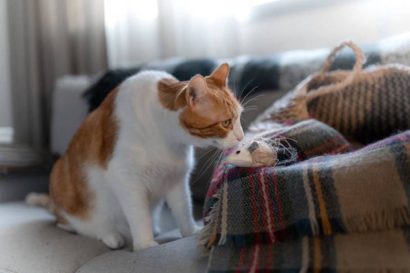 cat smelling toy in the living room
