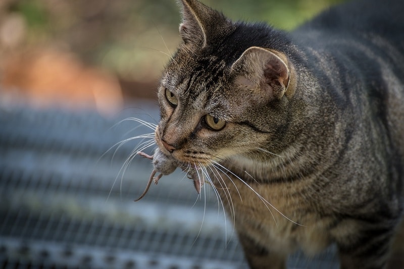 Will Cats Eat Rat Poison? Vet-Verified Health & Safety Guide