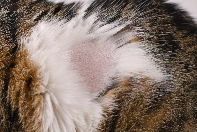 Why Does My Cat Have a Bald Spot? 5 Vet-Approved Possible Reasons