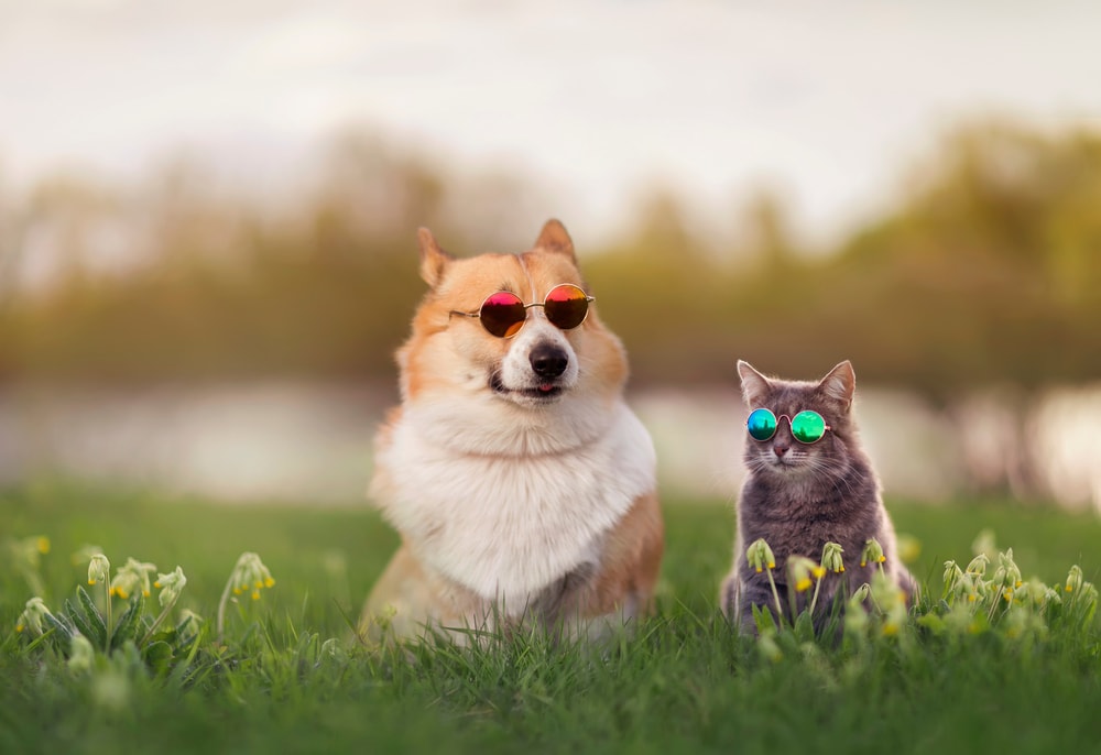 175+ Pet Holidays You Can Celebrate in 2026