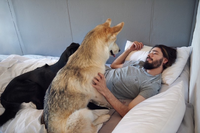 dog staring at his sleeping master