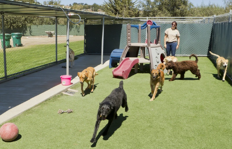 What Is the Cost of Dog Sitting & Dog Boarding in Australia? (2026 Update)