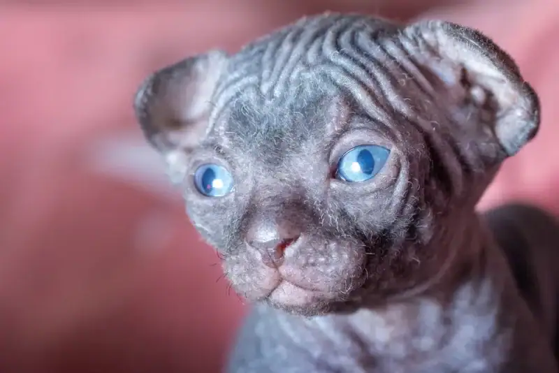 Skinderlop (Sphynx & Scottish Fold Mix): Info, Pictures, Origin & History