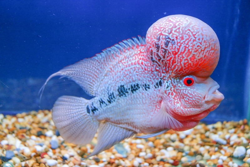 How Big Do Flowerhorn Cichlids Get? Average Size & Growth Chart