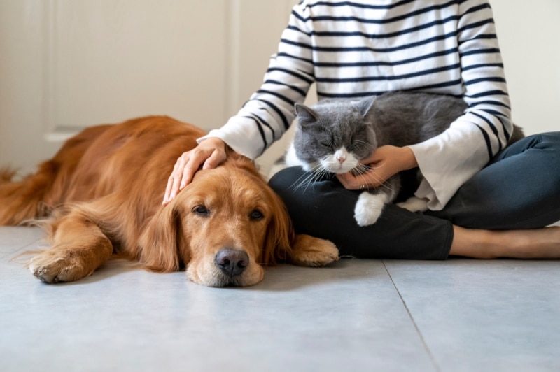 Are Golden Retrievers Good With Cats? Breed Temperament & FAQ