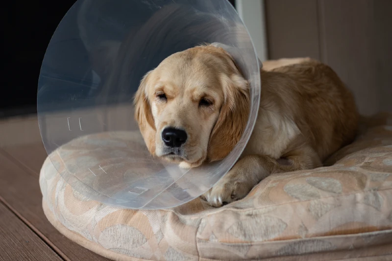 Your Dog's ACL Surgery: Week-by-Week Recovery Guide (Vet Answer)