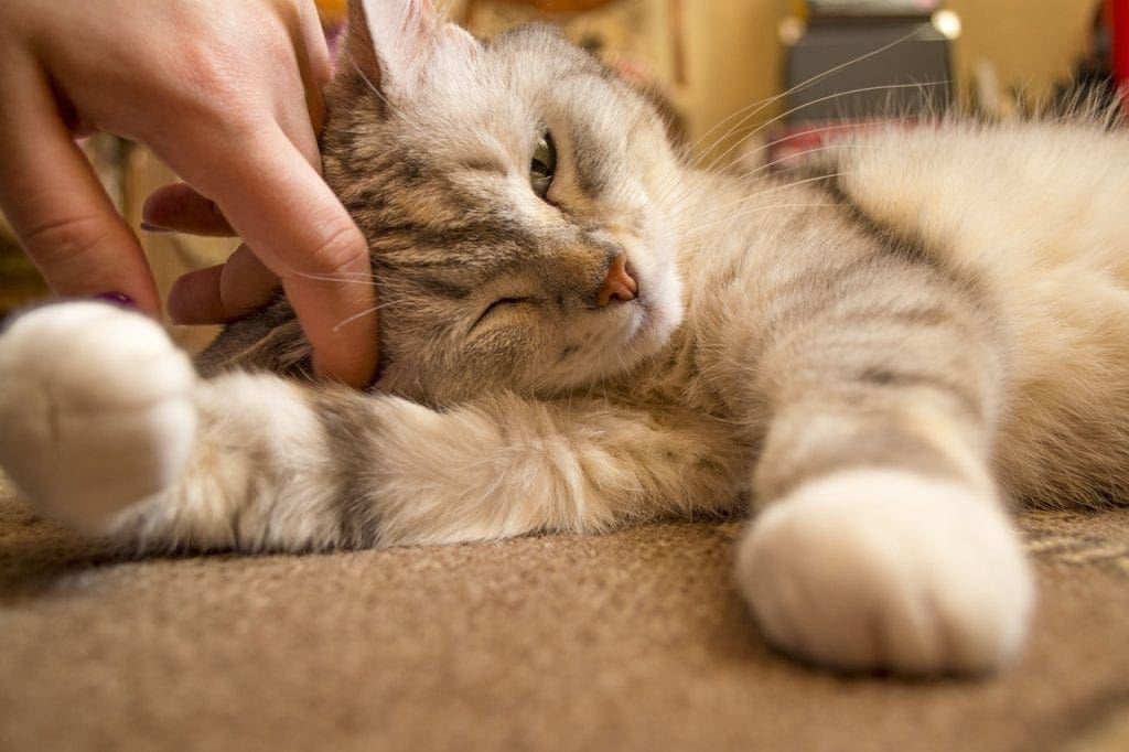 hand petting cat