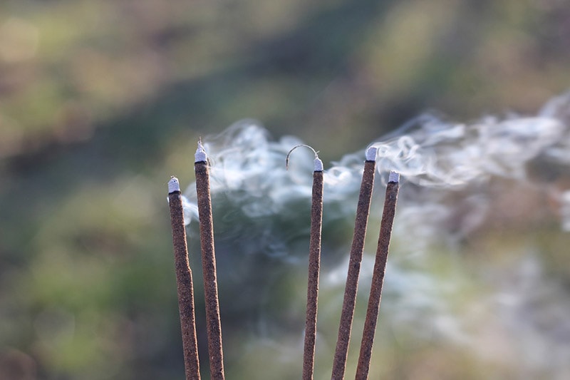 Is Incense Bad for My Cat? (Vet-Verified Facts & FAQ)