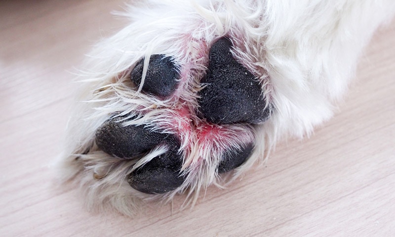 Dog Paw Problems: 9 Common Issues & Solutions (Vet Answer)