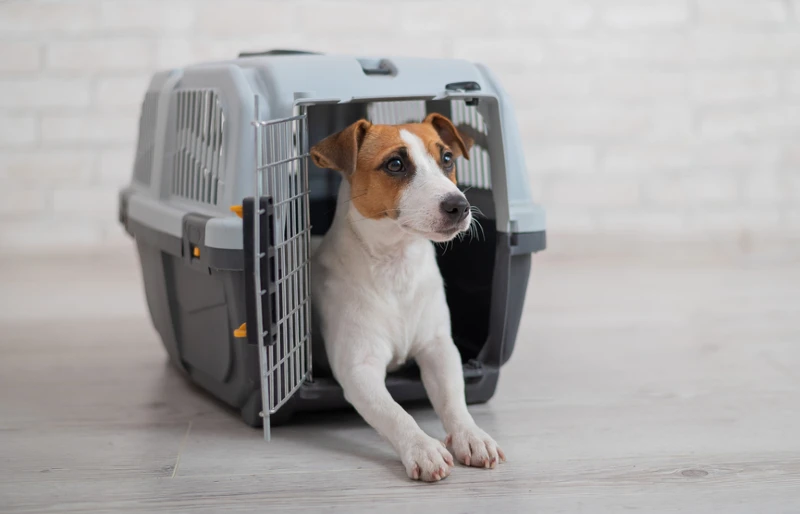 How to Help a Dog With Separation Anxiety (8 Effective Ways)