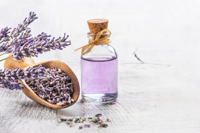 Is Lavender Essential Oil Safe for Dogs? Vet-Reviewed Safety Tips