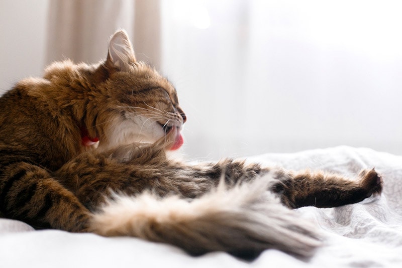 How to Stop Your Cat From Over-Grooming: 11 Vet-Approved Methods
