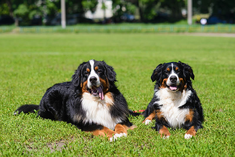 When Do Bernese Mountain Dogs Go Into Heat? Vet-Reviewed Stages & Care Tips
