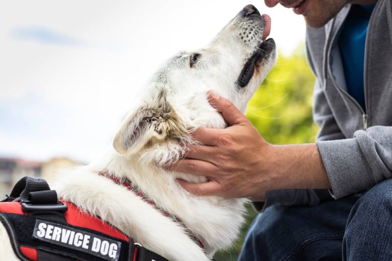 What Is the Cost of Training a Service Dog? 2026 Price Update