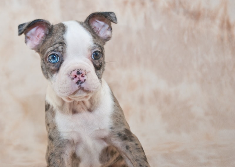 Merle Boston Terrier: Vet-Verified Facts, Origin & History (With Pictures)
