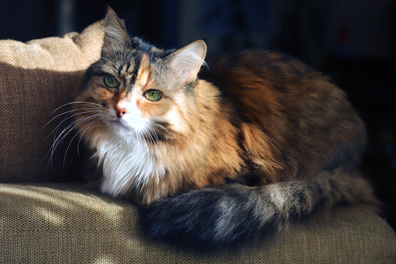 How to Help A Cat with Arthritis at Home: 12 Vet-Approved Ideas