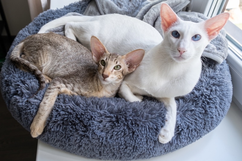 Do Oriental Shorthair Cats Shed? What the Science Says
