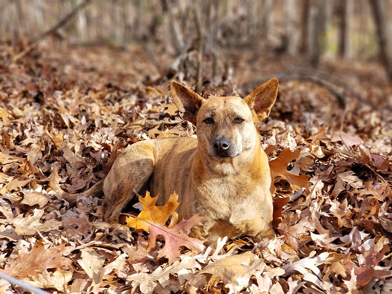 National Brown Dog Day 2026: When It Is & How It's Celebrated
