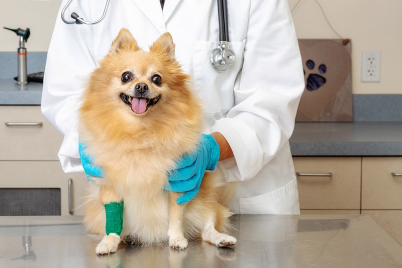Managing Luxating Patella in Dogs: Exercise & Rehab (Vet Answer)