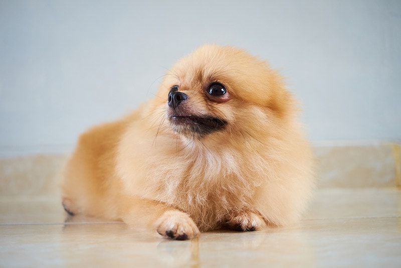 Why Is My Pomeranian Shaking? 10 Vet Approved Reasons