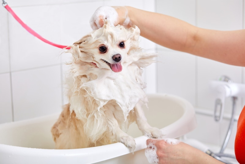 pomeranian dog taking a bath