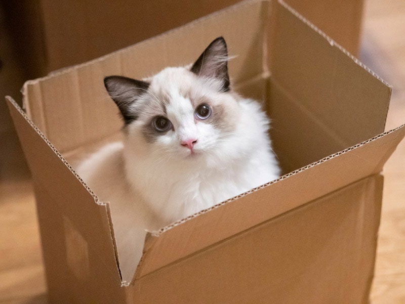 Why Do Cats Love Boxes? 5 Vet-Verified Likely Reasons
