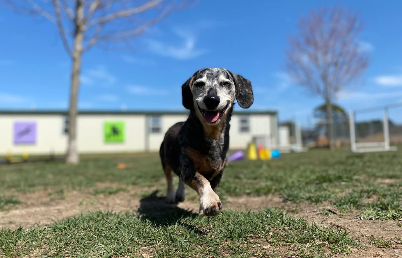 What Is the Cost of Dog Boarding? (2026 Update)