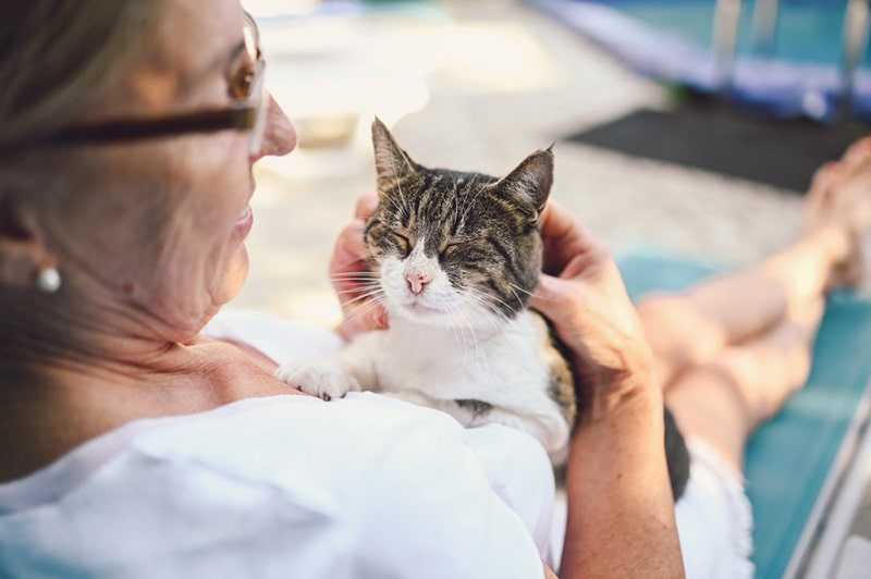 Do Cats Go Grey as They Get Older? Our Vet Explains