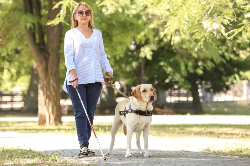 How Much is a Guide Dog in 2026? Cost Breakdown & FAQs