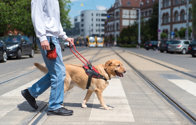 service dog training