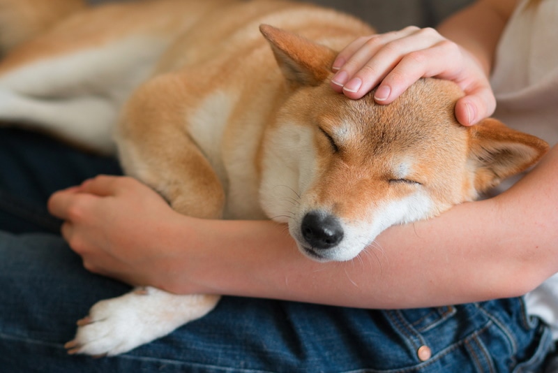 Can Dogs Get Dementia? Vet-Approved Signs & Stages