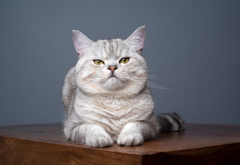 Tabby British Shorthair Cat: Info, Pictures, Origin & History