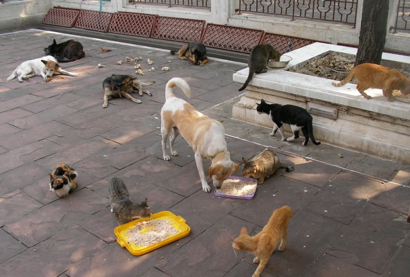 National Feed a Rescue Pet Week 2026: When It Is & What to Do
