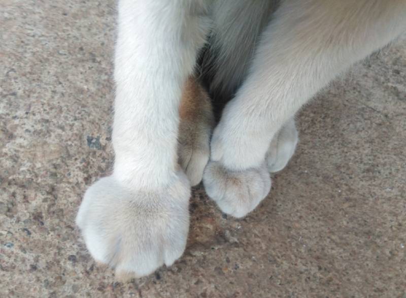Why Is Your Cat's Paw Swollen? 6 Vet Reviewed Reasons