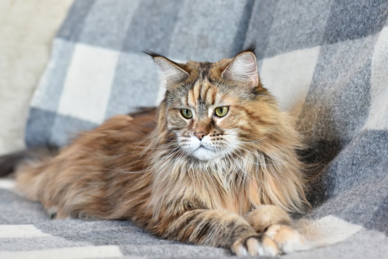 How to Discipline a Maine Coon Cat - 10 Vet Approved Tips