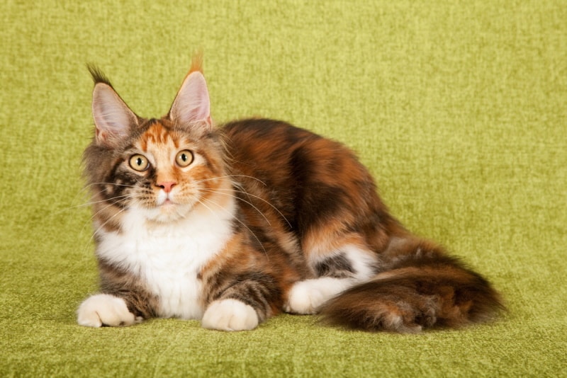 Who Is the Cat With the Longest Whiskers in the World? Facts & Info