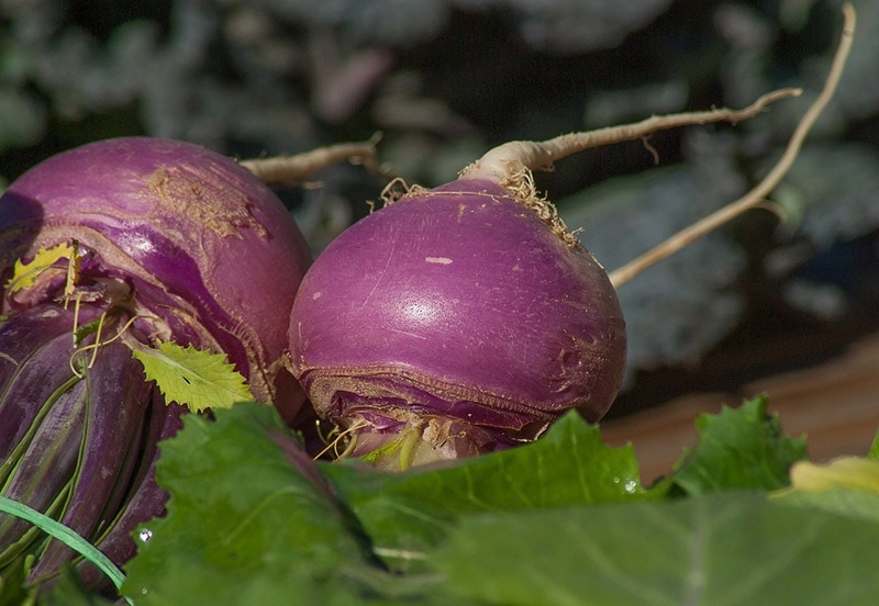 turnips