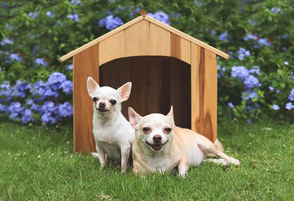 21 Tiny Dog Breeds That Stay Small Forever (With Info & Pictures)