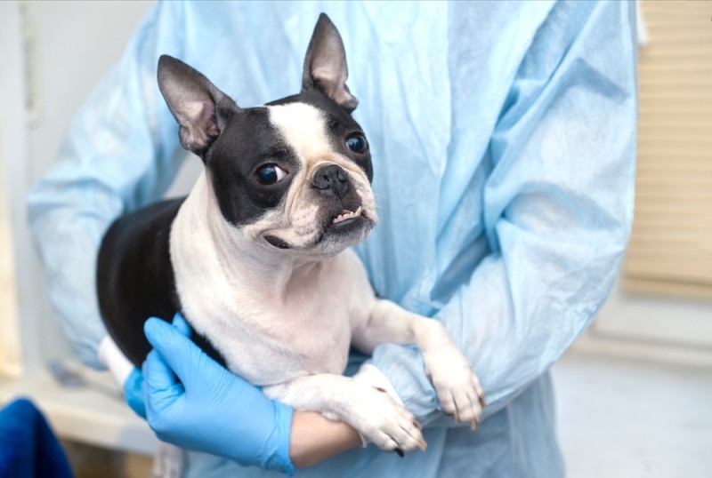 How to Pick Up a Dog: 6 Vet Approved Steps