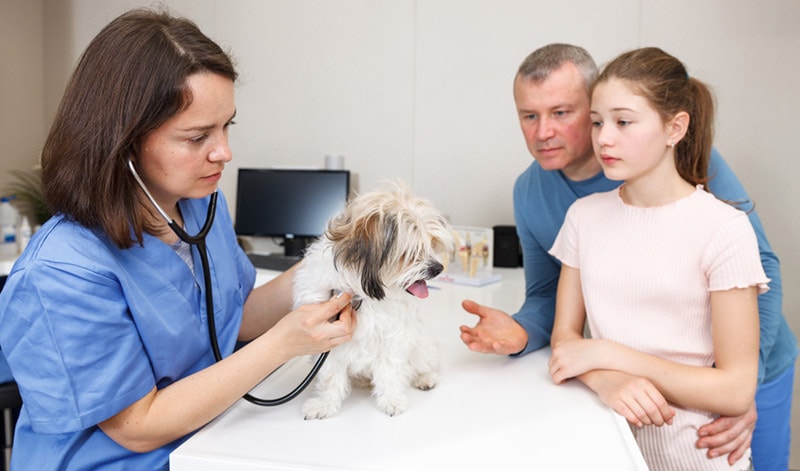 20 Dog Breeds Prone to Hip Dysplasia: Vet Approved Info & Health Guide
