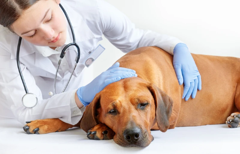 Kidney Stones in Dogs: Our Vet Explains Signs, Causes & Treatment